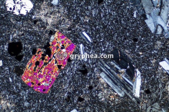 Trachyte LPA x10 - gryphea.org